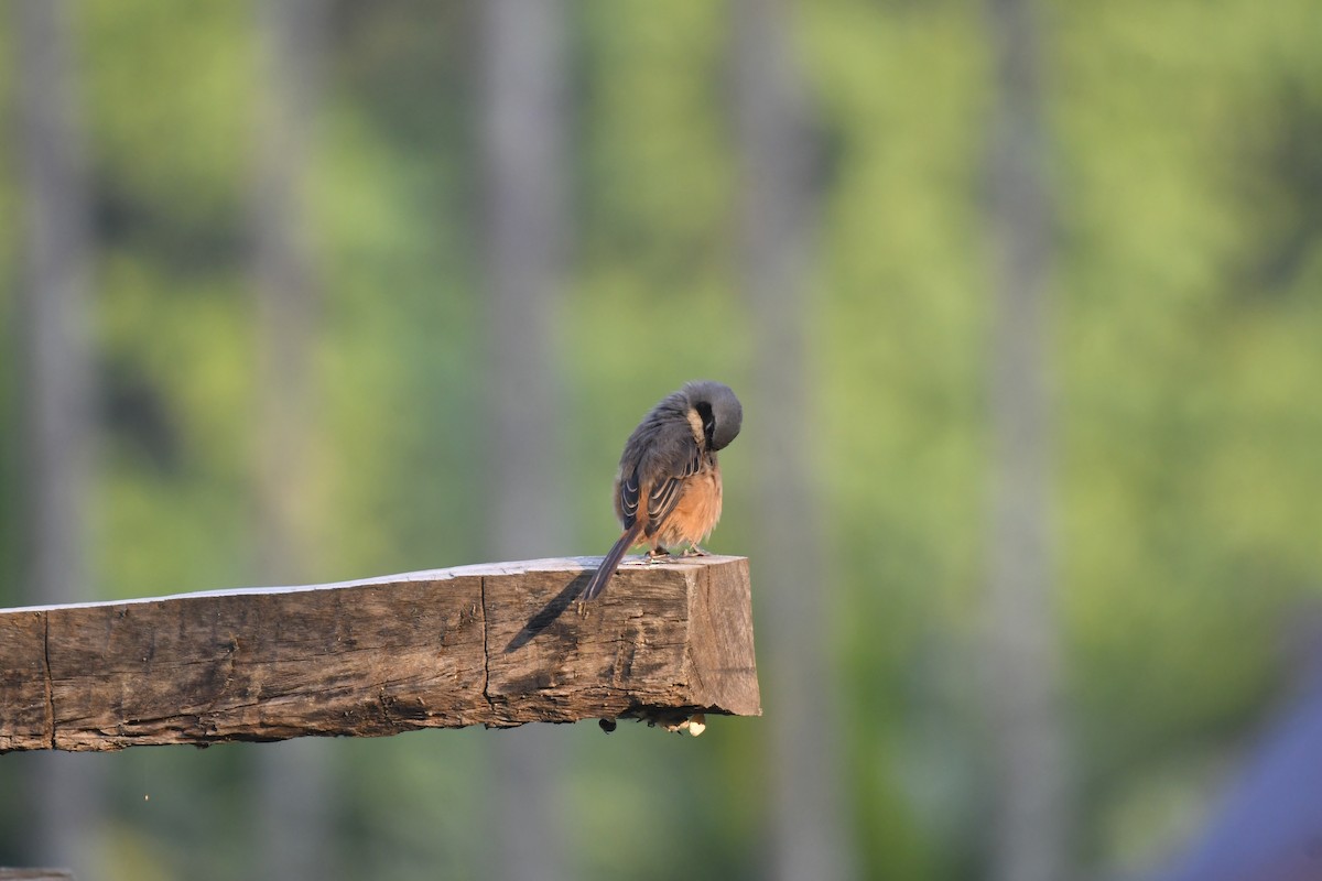 Gray-backed Shrike - ML647125554