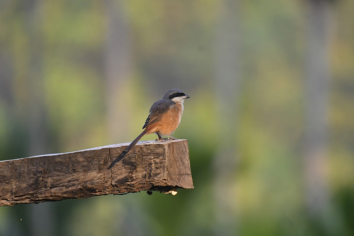 Gray-backed Shrike - ML647125555