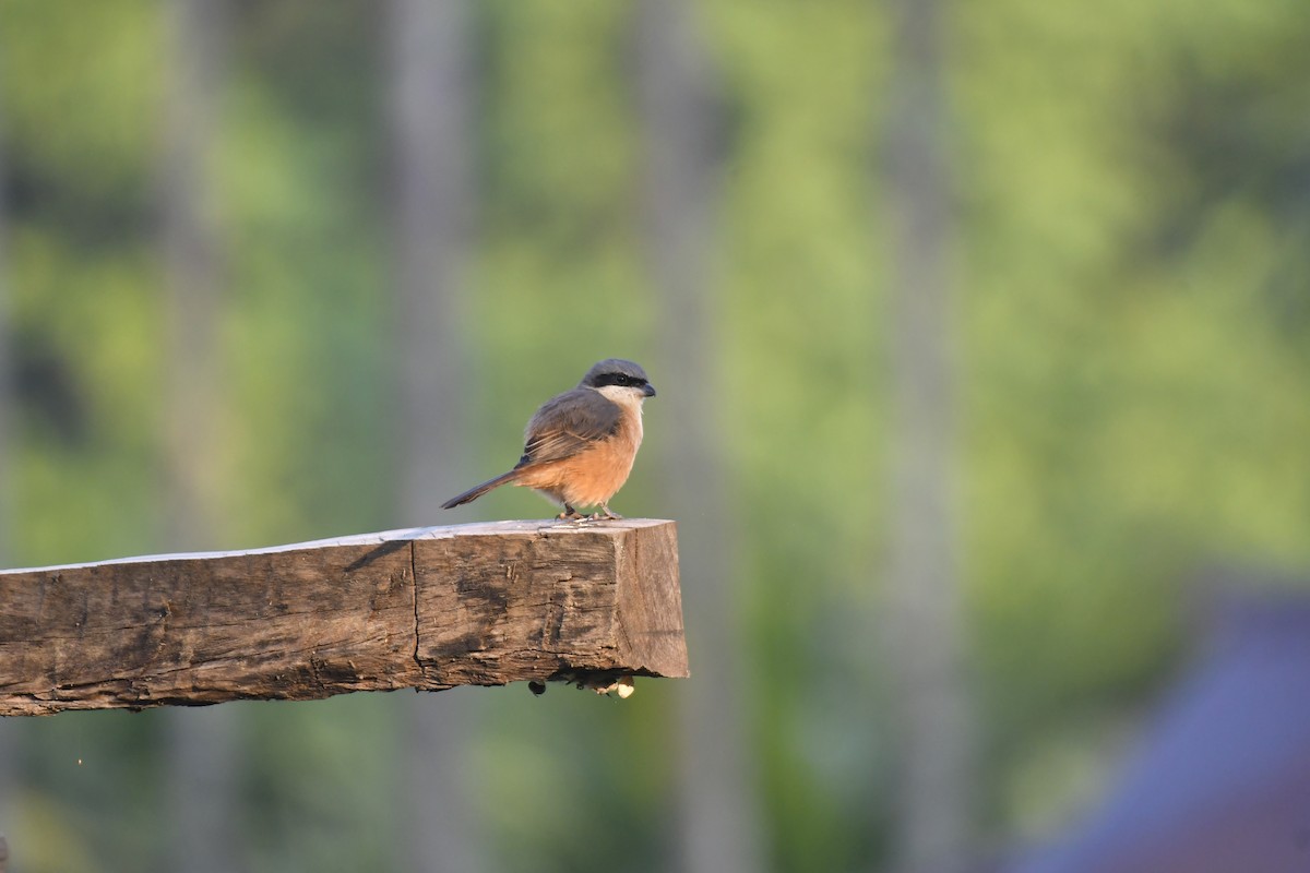 Gray-backed Shrike - ML647125556