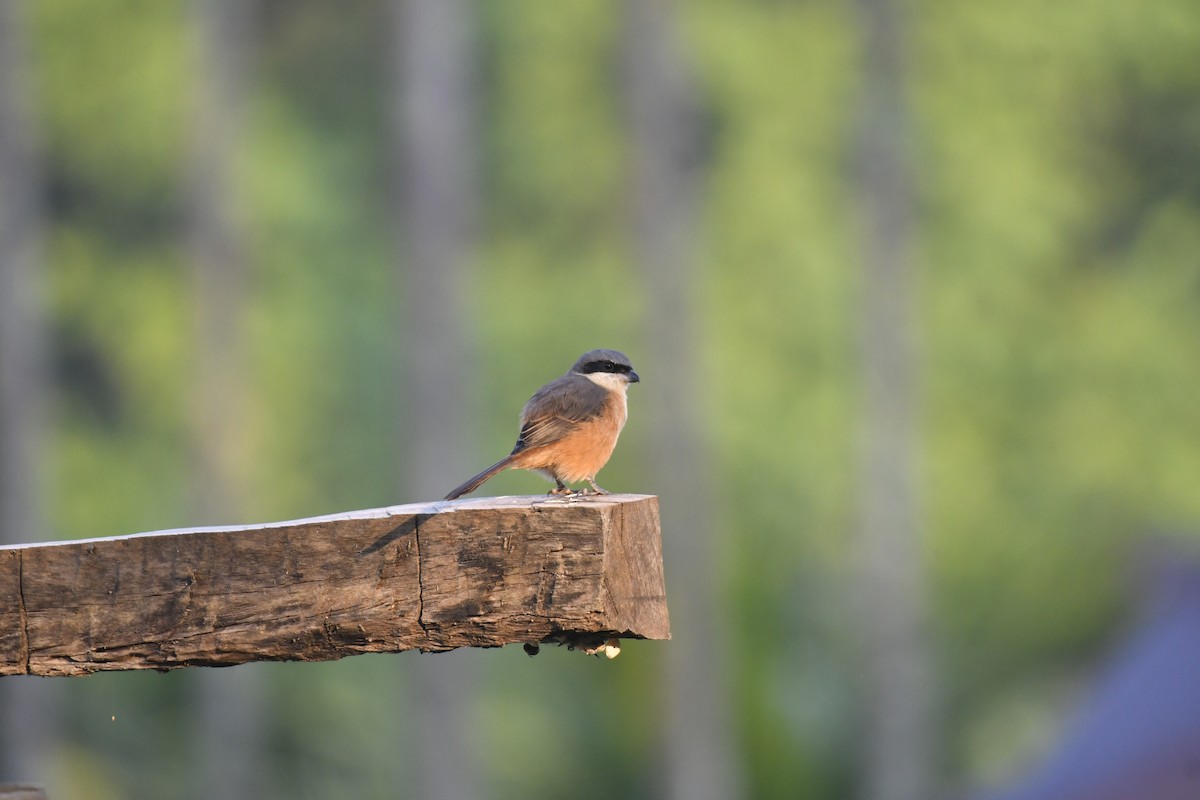 Gray-backed Shrike - ML647125557