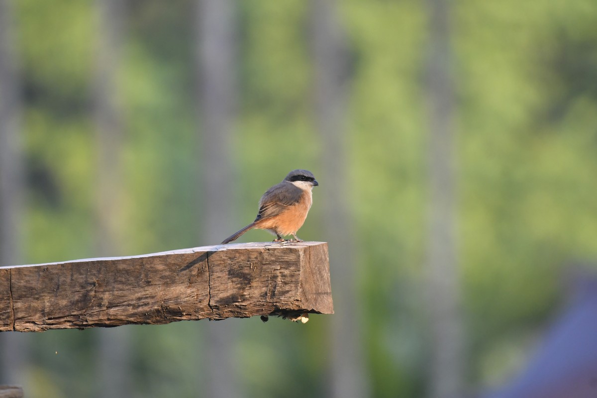 Gray-backed Shrike - ML647125558