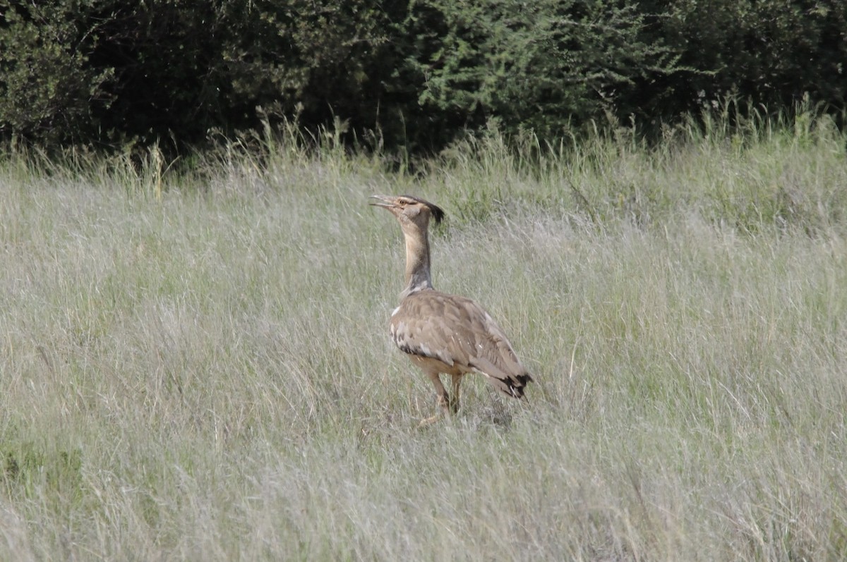 アフリカオオノガン - ML647125564
