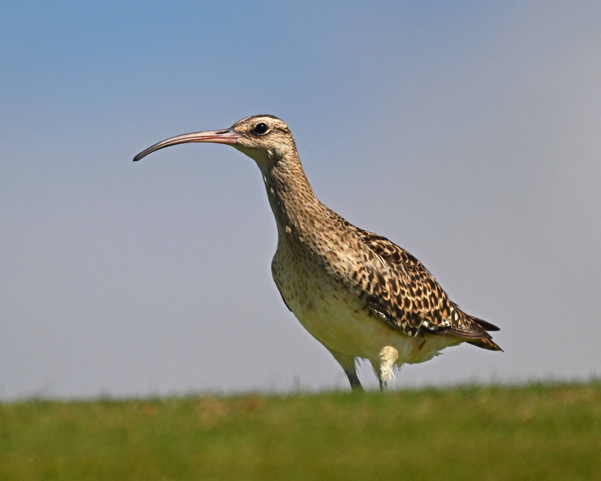 Bristle-thighed Curlew - ML647125565