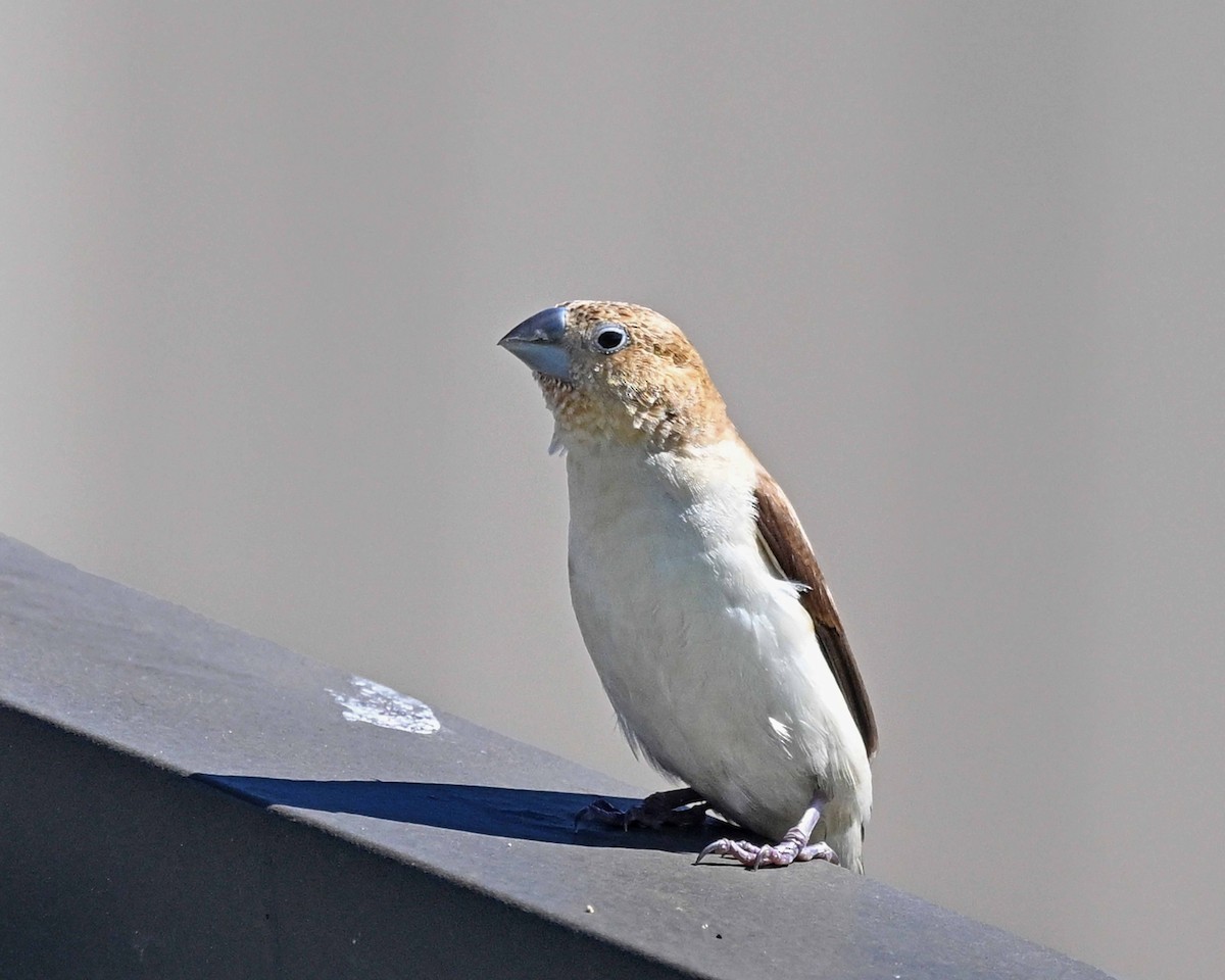 African Silverbill - ML647125573