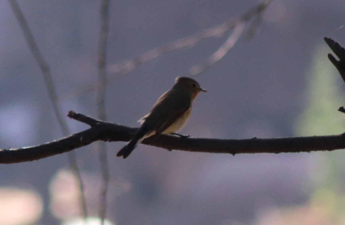 Taiga Flycatcher - ML647125576