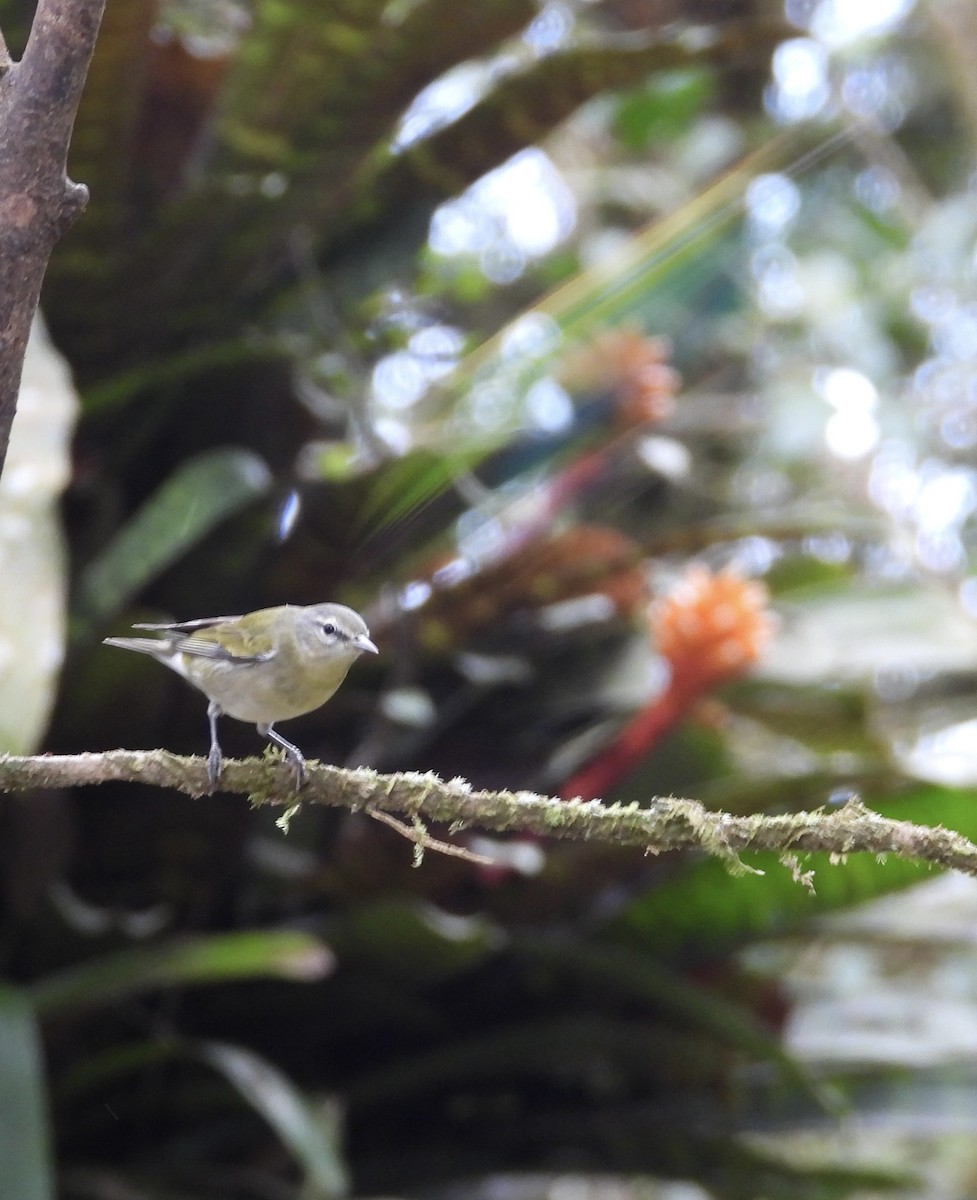 Червоїд світлобровий - ML647125580