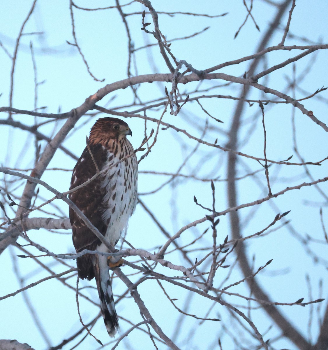 Cooper's Hawk - ML647125588