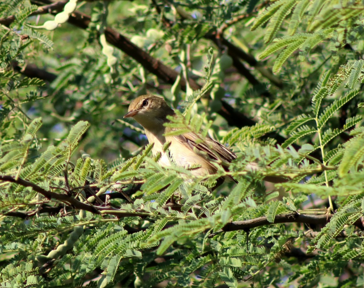 Sykes's Warbler - ML647125592