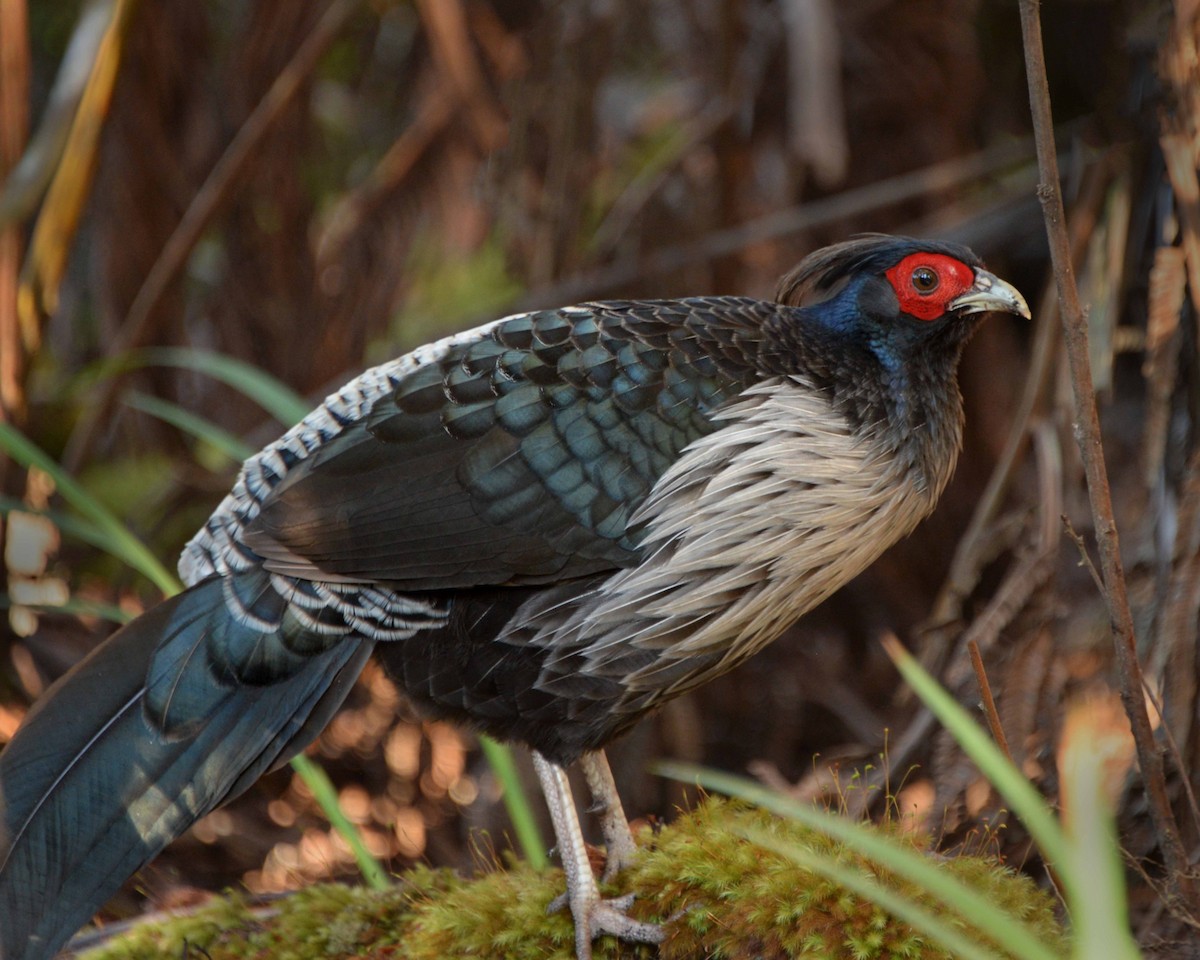 Kalij Pheasant - ML647125597