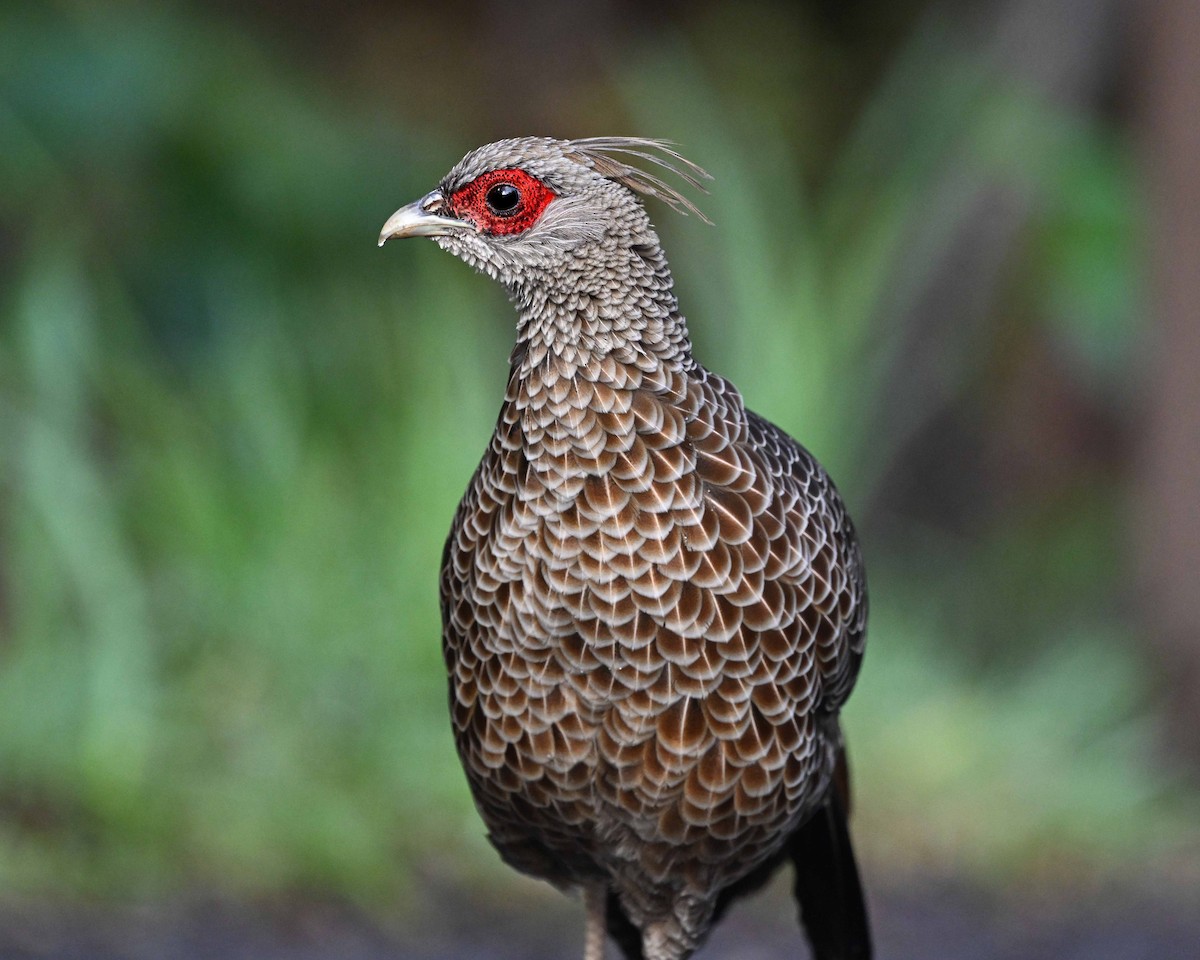 Kalij Pheasant - ML647125598