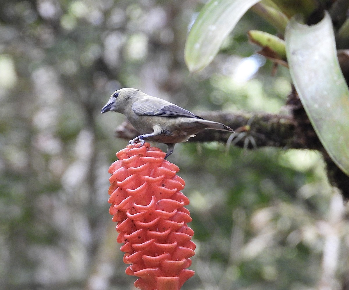 Palmentangare - ML647125607