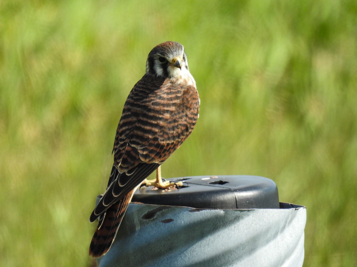 American Kestrel - ML64712561