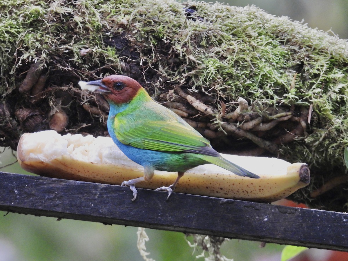 Bay-headed Tanager - ML647125610