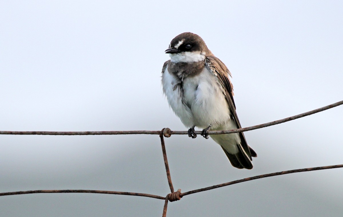 Banded Martin - ML647125612