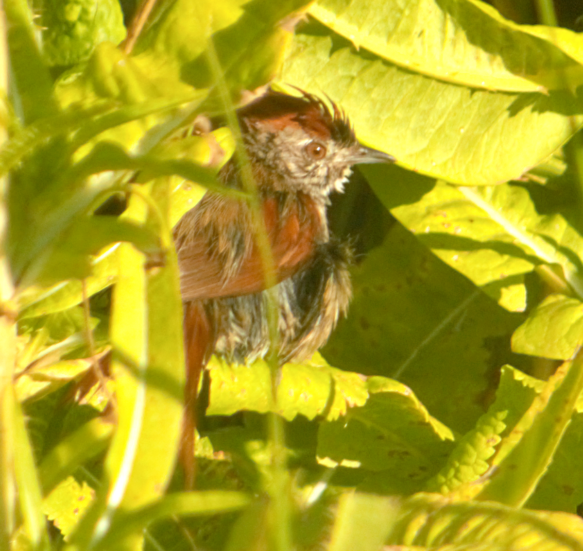 Sooty-fronted Spinetail - ML647125614