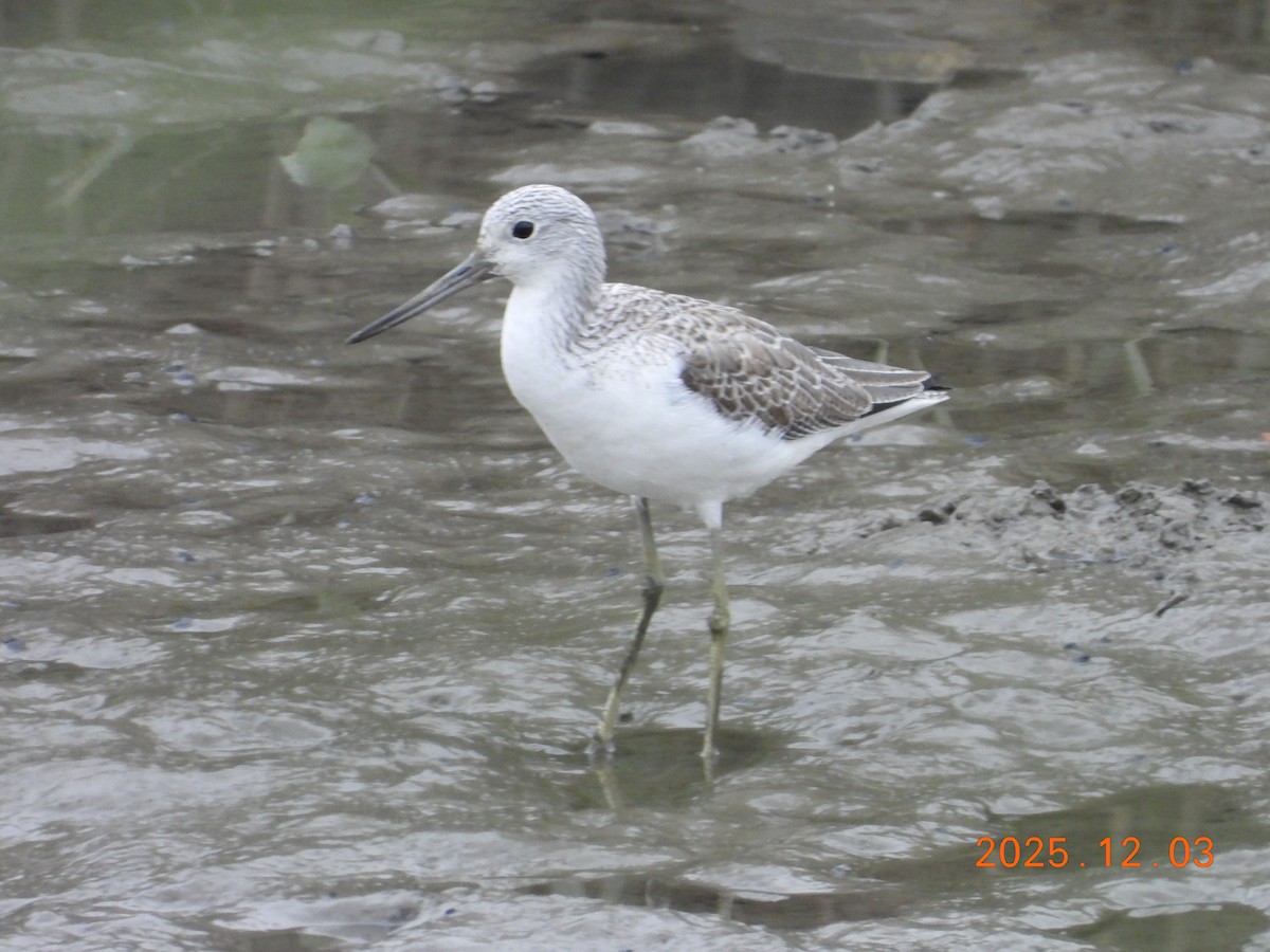 ביצנית ירוקת-רגל - ML647125615