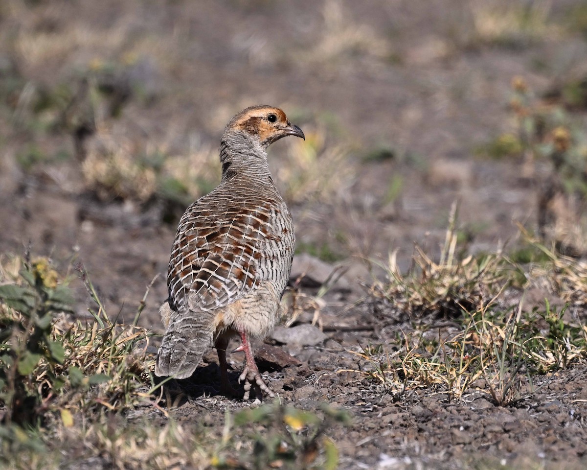 Gray Francolin - ML647125619