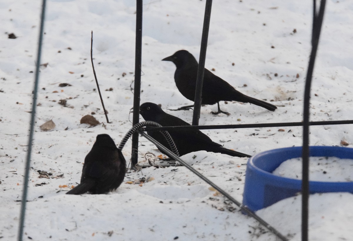 Quiscale bronzé - ML647125624