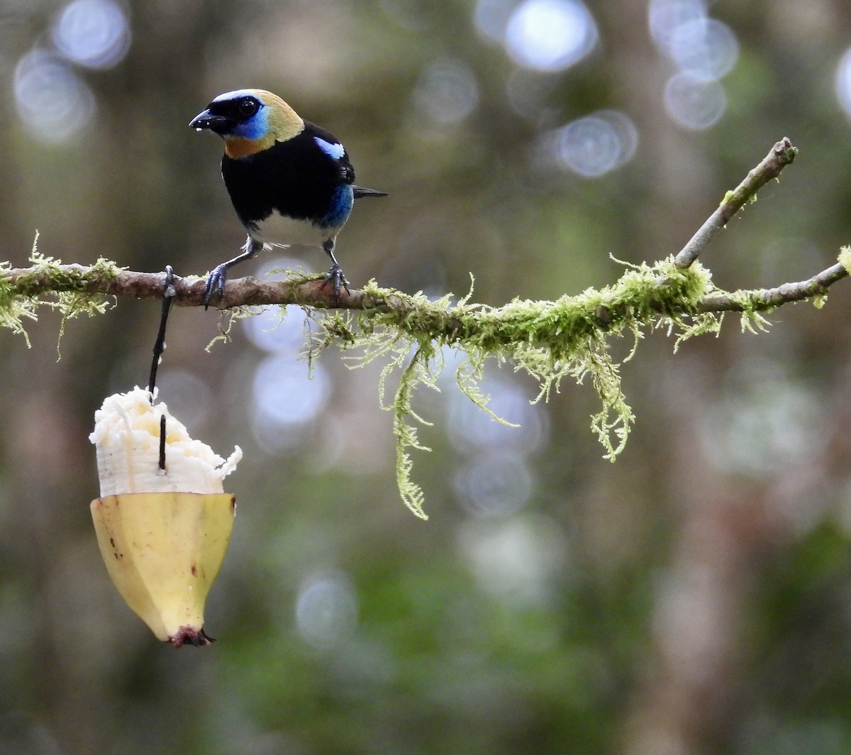 Золотистоголовая танагра - ML647125633