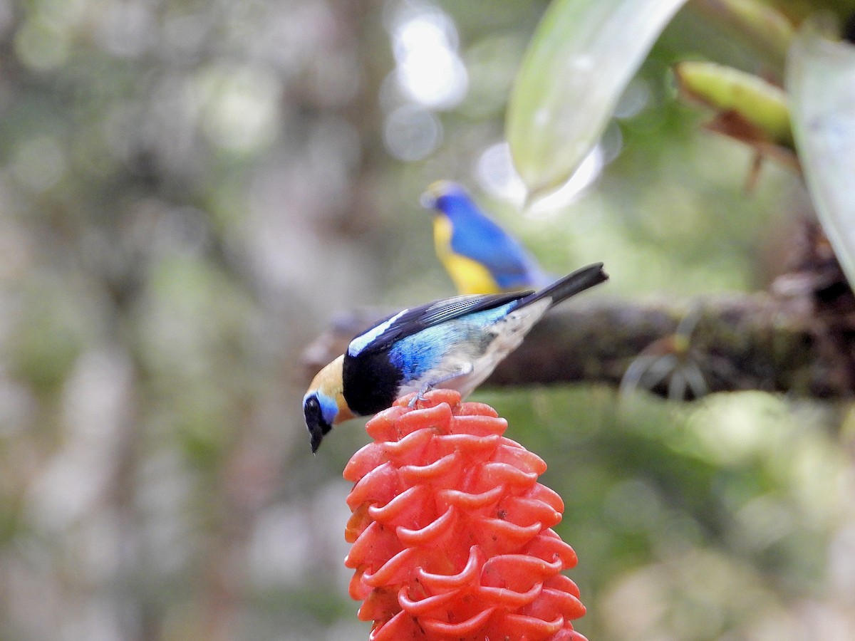 Золотистоголовая танагра - ML647125634