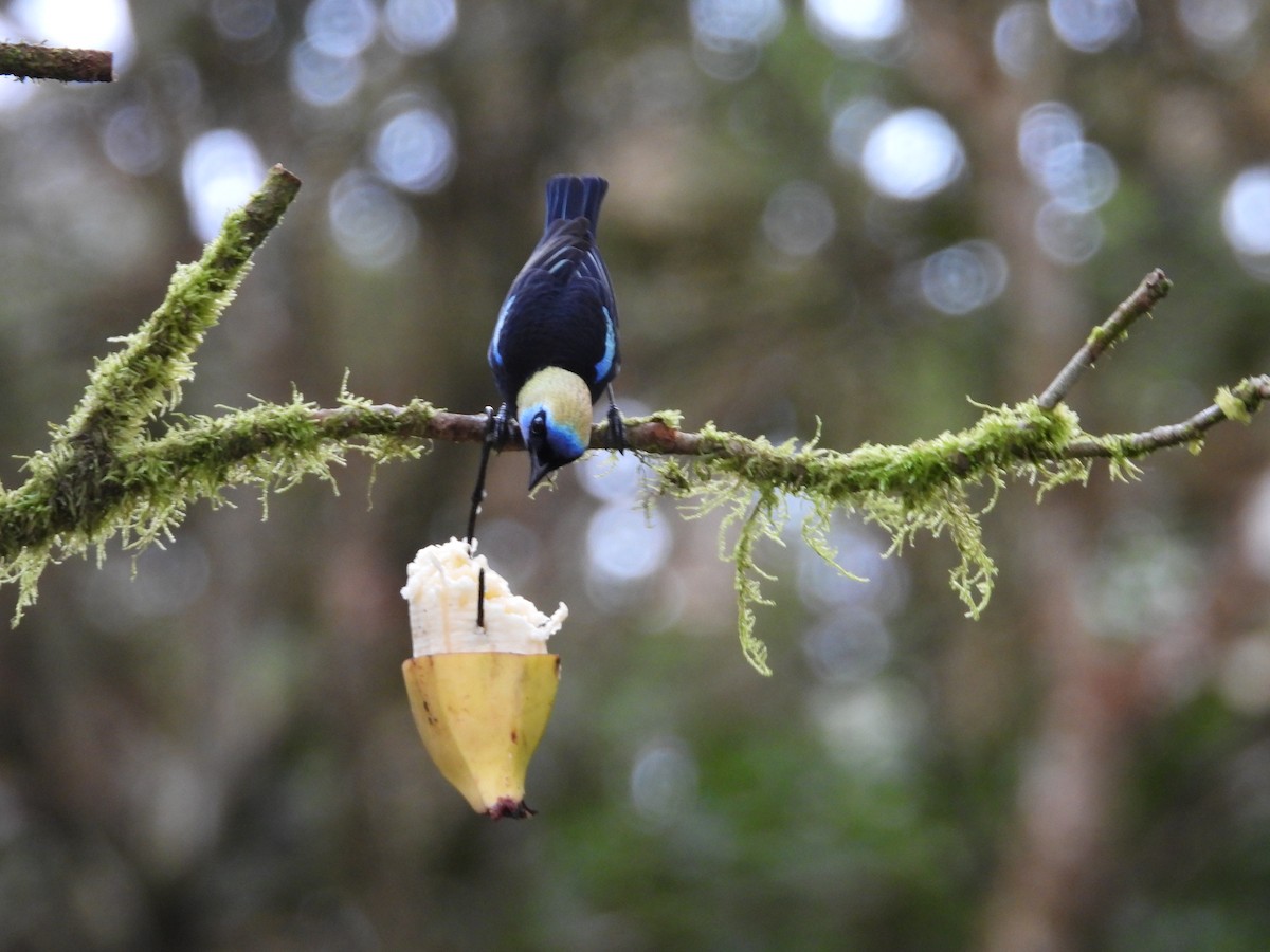 Золотистоголовая танагра - ML647125635