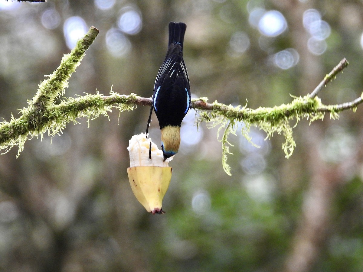 Золотистоголовая танагра - ML647125636