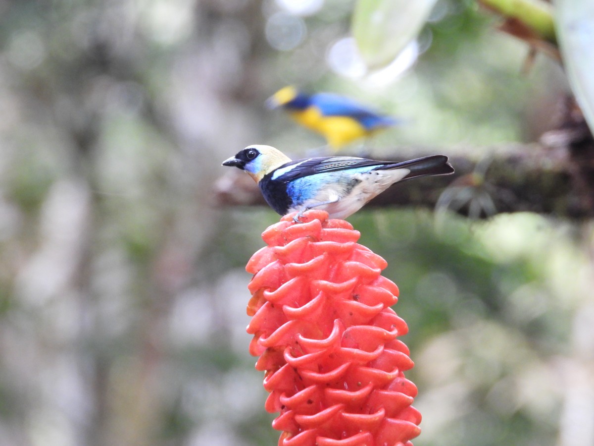 Золотистоголовая танагра - ML647125637