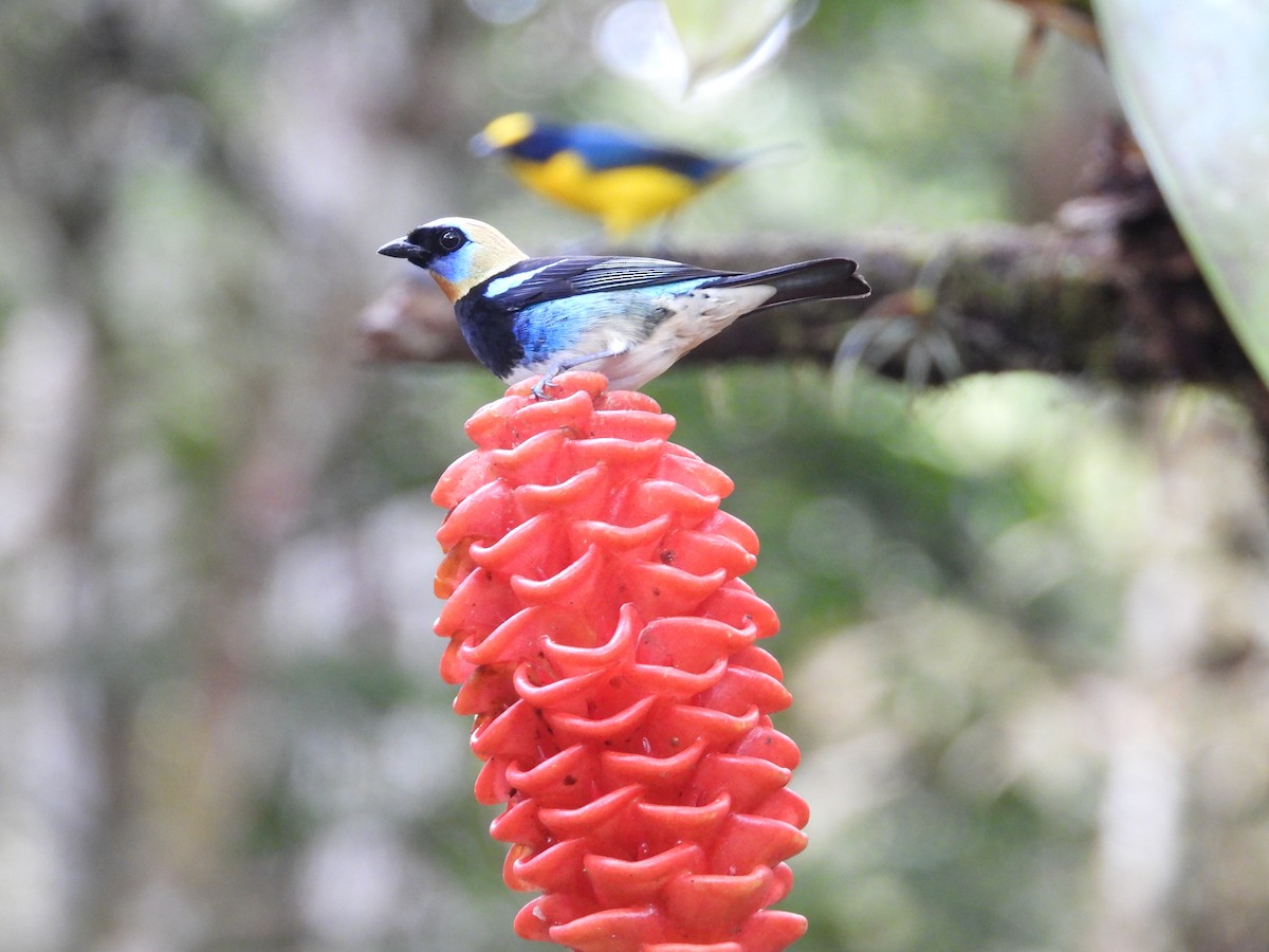 Золотистоголовая танагра - ML647125638