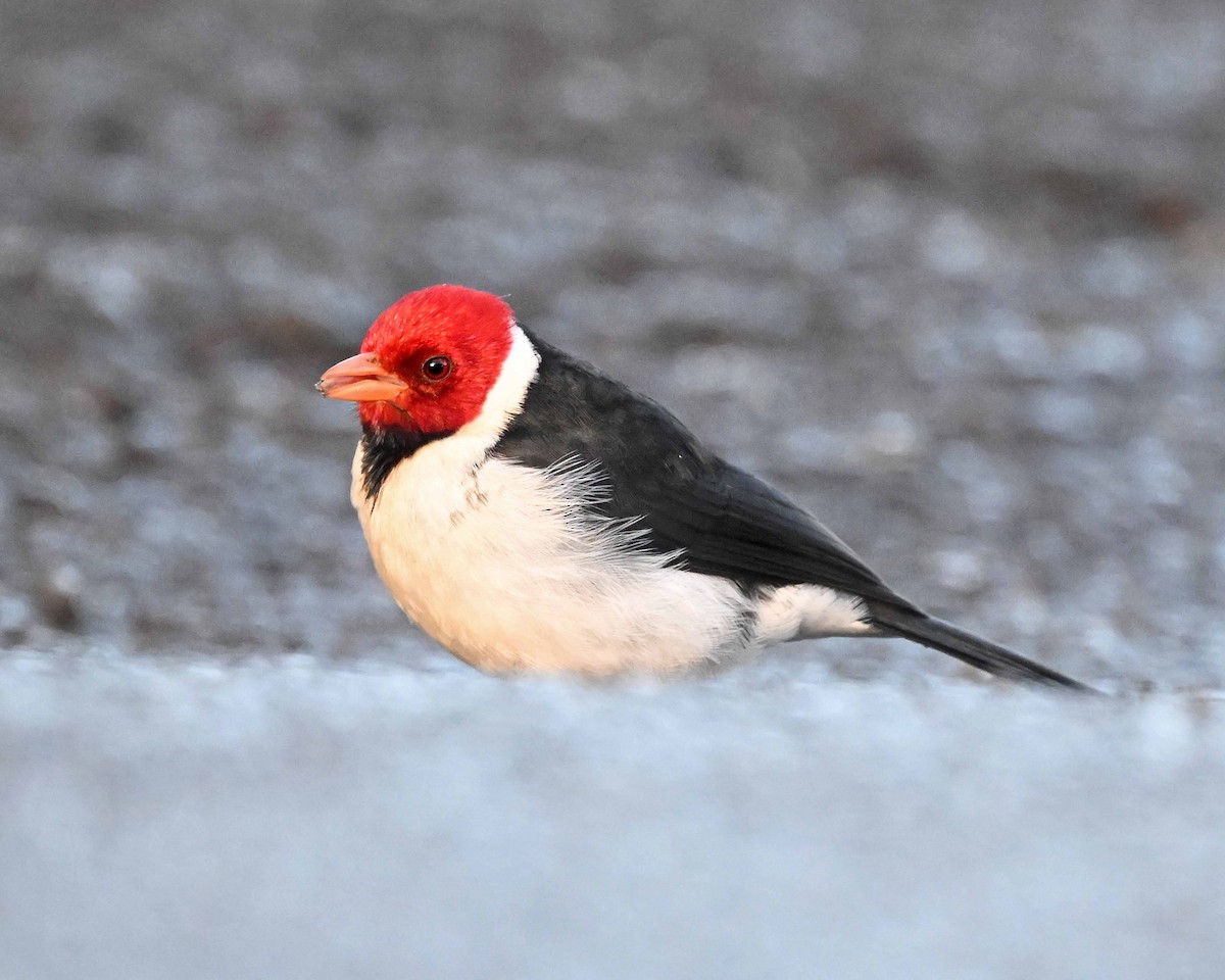 Yellow-billed Cardinal - ML647125652