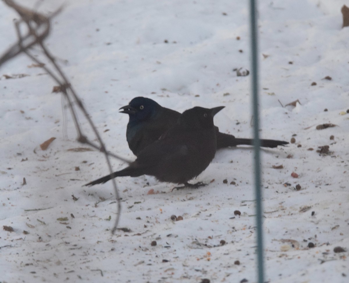 Quiscale bronzé - ML647125660