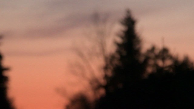 Мохноногий сыч - ML647125661