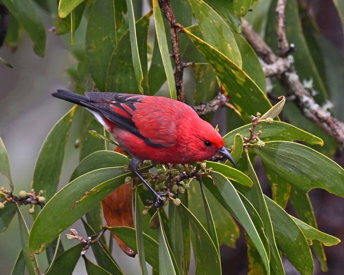 Apapane - ML647125719