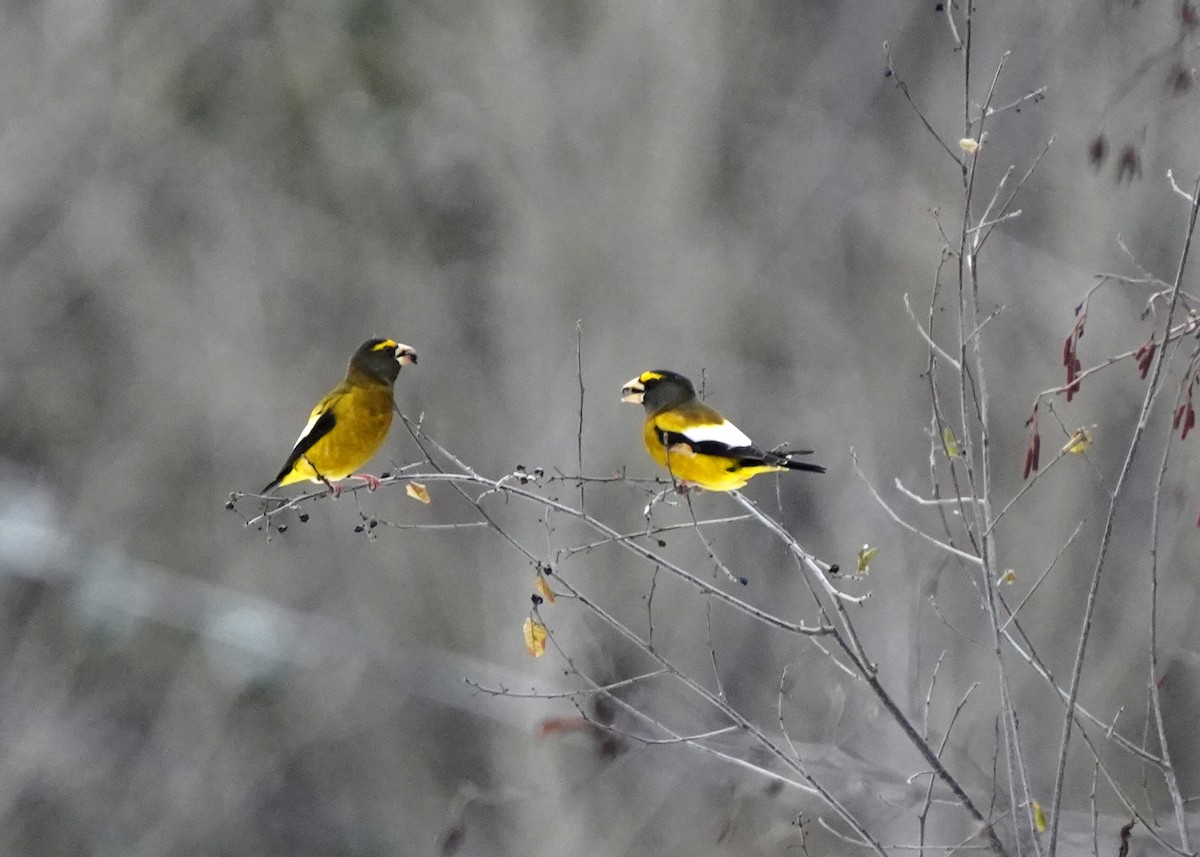 Evening Grosbeak - ML647125721