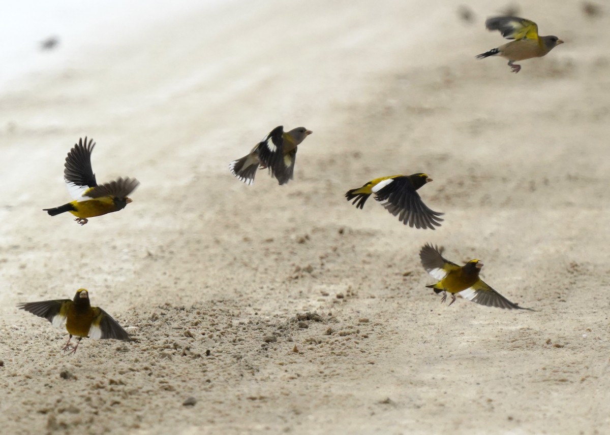 Evening Grosbeak - ML647125722