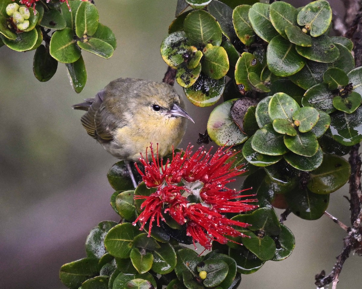 Hawaii Amakihi - ML647125725