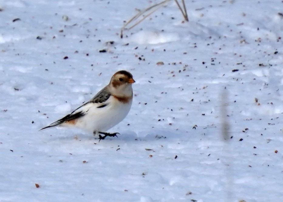 Snow Bunting - ML647125726