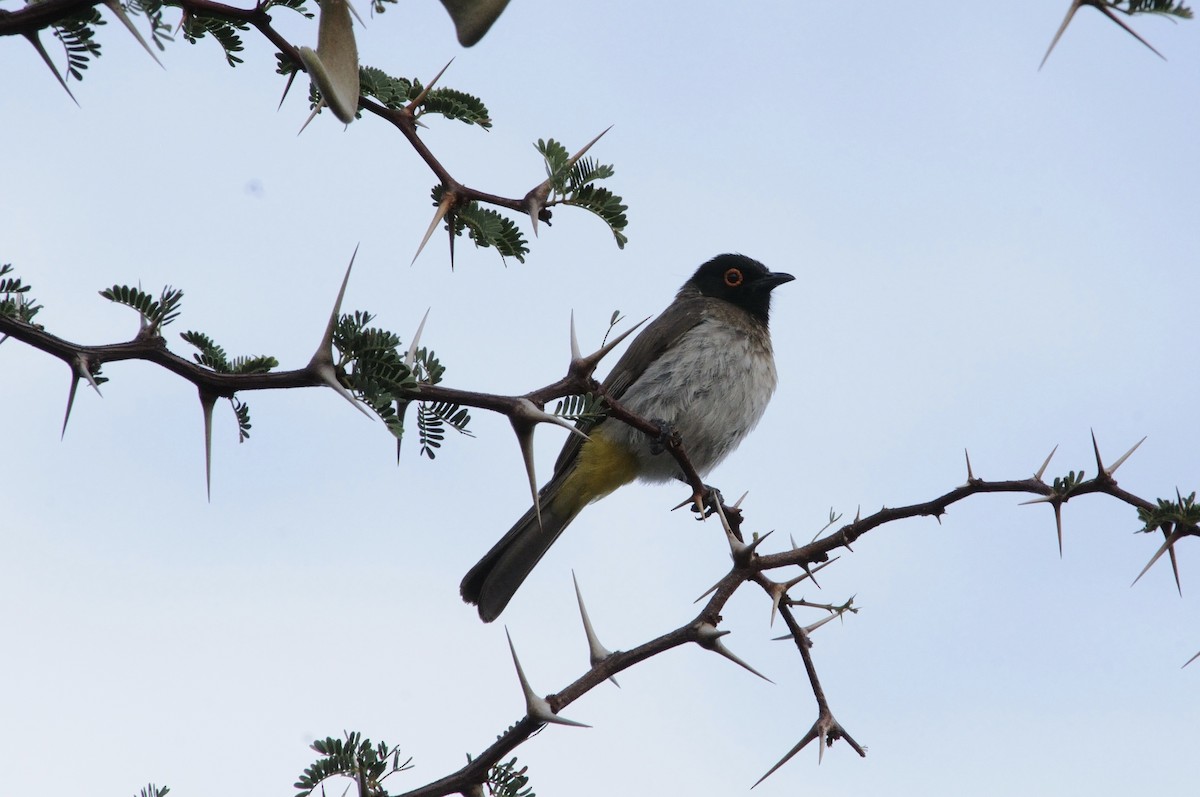 Black-fronted Bulbul - ML647125729
