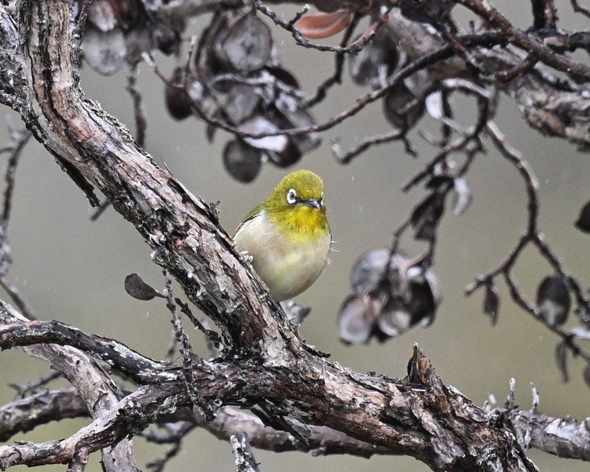 Warbling White-eye - ML647125730