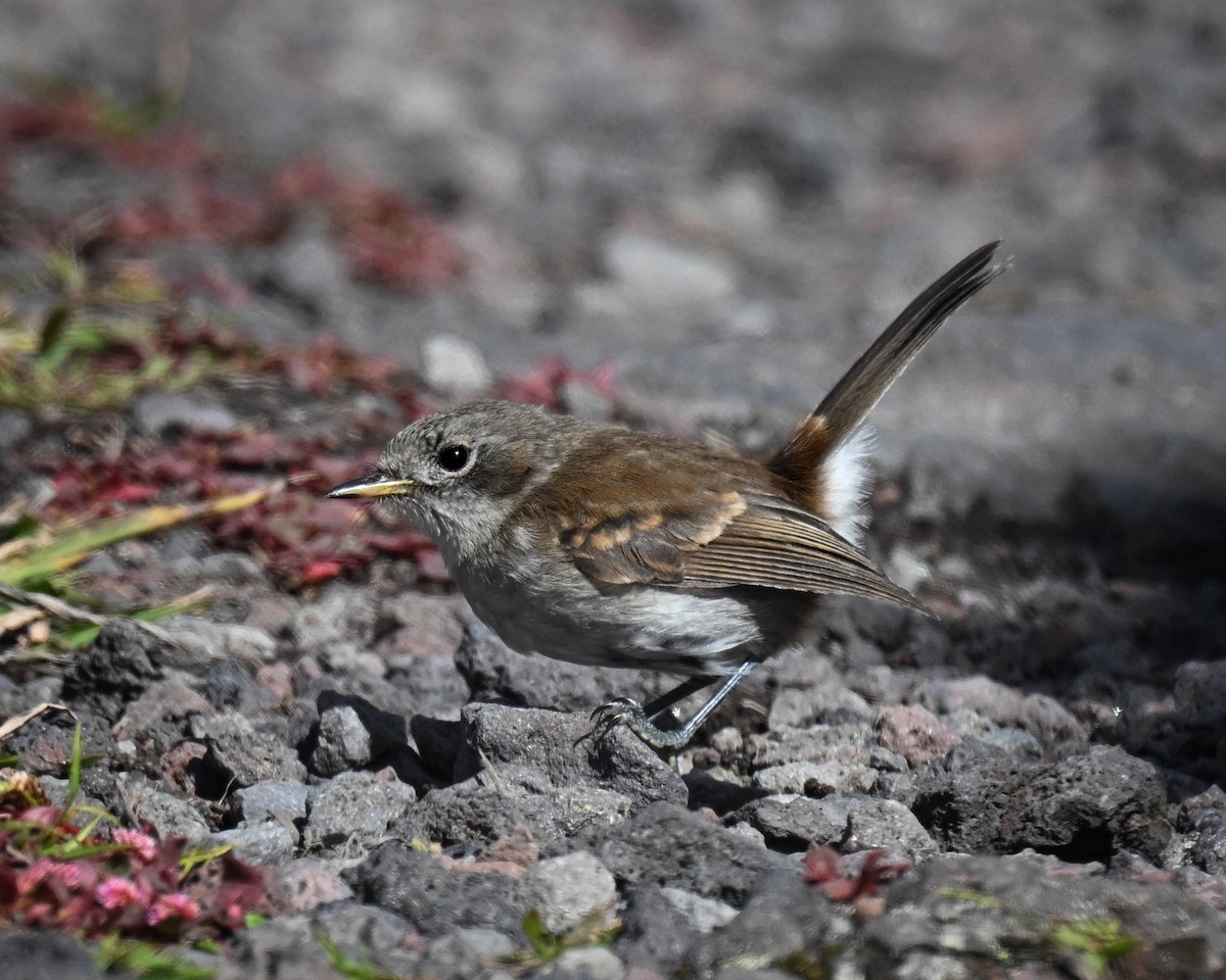 Hawaii Elepaio - ML647125744