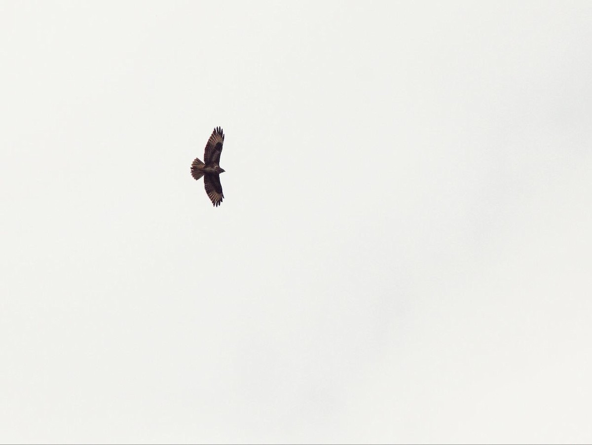 Mäusebussard - ML647125749