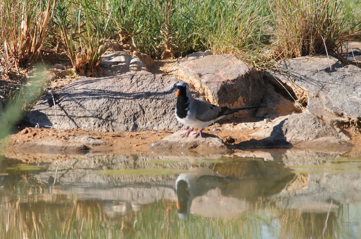 hrdlička kapská - ML647125751