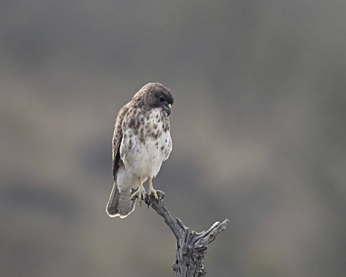 Hawaiian Hawk - ML647125764