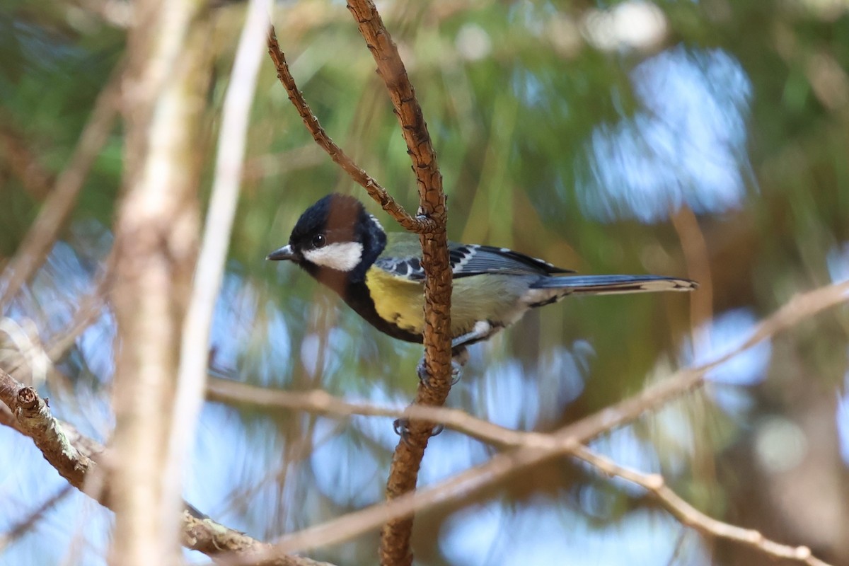 Green-backed Tit - ML647125786