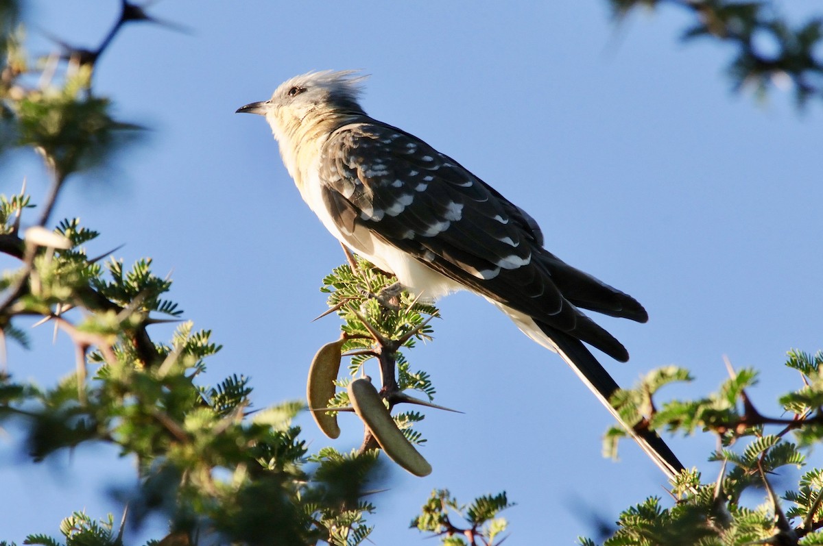 Kuku mottoduna - ML647125787