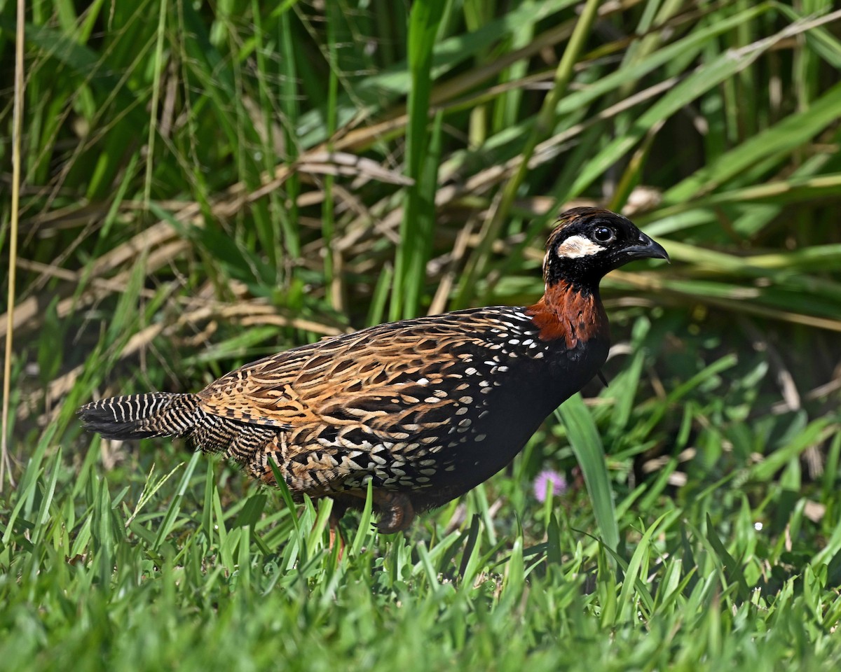 Francolino - ML647125789