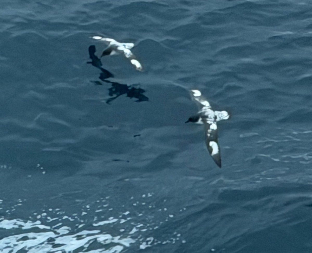 Pintado Petrel (Antarctic) - ML647125790