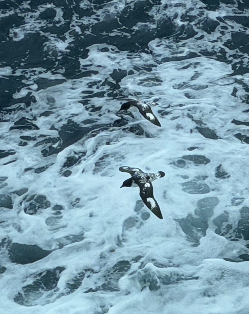 Pintado Petrel (Antarctic) - ML647125791