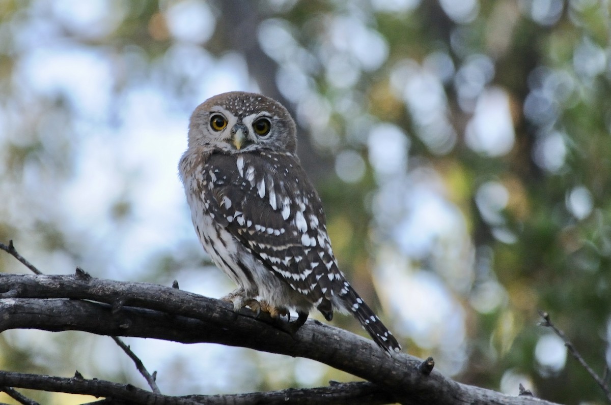 Pearl-spotted Owlet - ML647125798