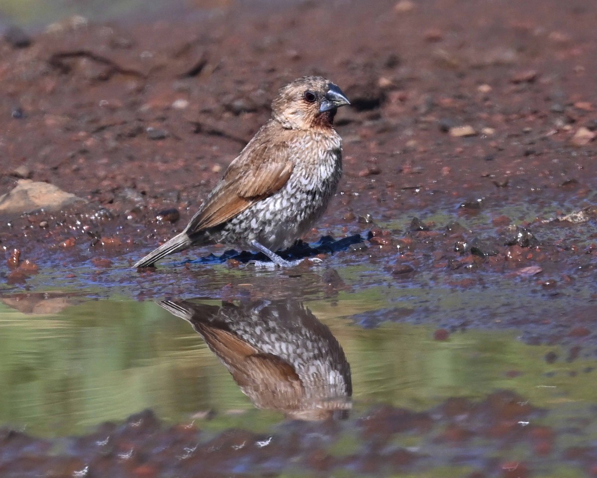 Munia pettosquamato - ML647125800