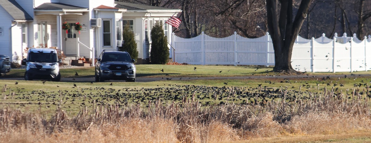 Quiscale bronzé - ML647125801